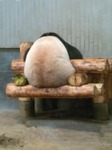 パンダ01.jpg