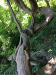 cLO05.jpg