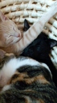 PAP_0009.JPG