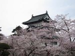 桜.jpg
