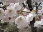 桜02.jpg